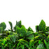 Native Tea Tree Vertical Garden / Green Wall UV Resistant 100cm X 100cm